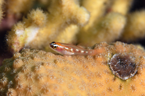Glasgrondel (Coryphopterus hyalinus) — Gobiidae
