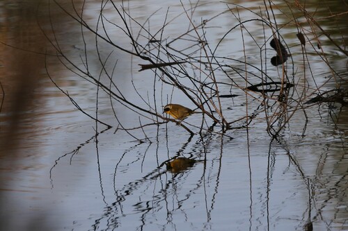 iNaturalist observation photo of Common Yellowthroat