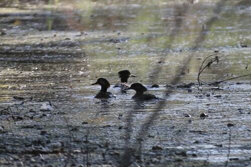 iNaturalist observation photo of Hooded Merganser