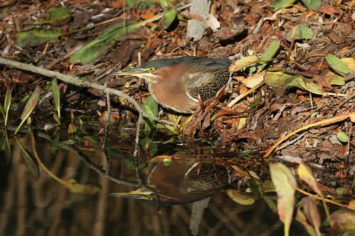 iNaturalist observation photo of Green Heron