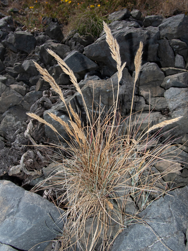 sand fescue (Festuca ammobia)