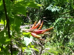 Tillandsia fasciculata