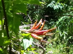Tillandsia fasciculata