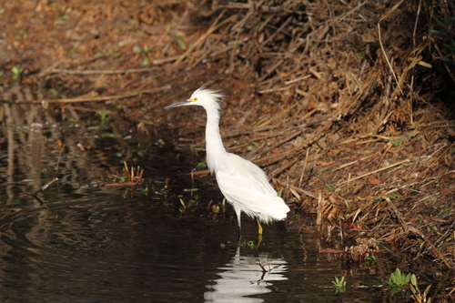 iNaturalist observation photo of Snowy Egret