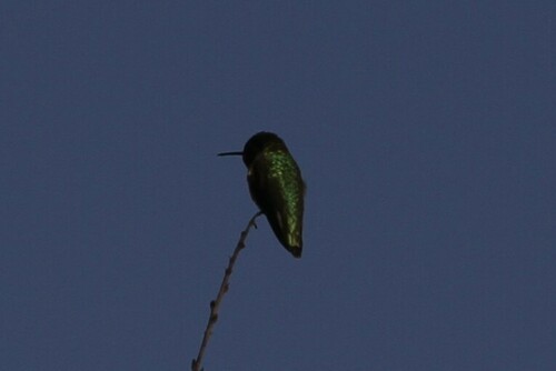 iNaturalist observation photo of Anna's Hummingbird