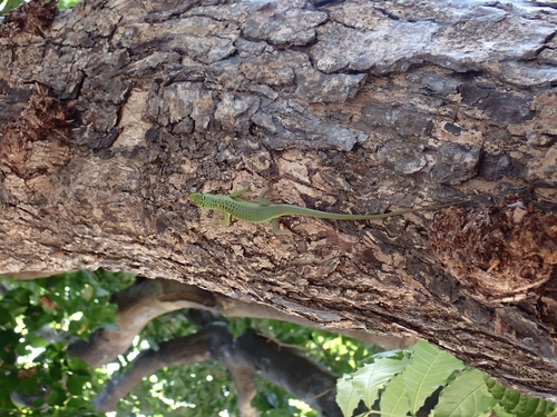 Lamprolepis smaragdina