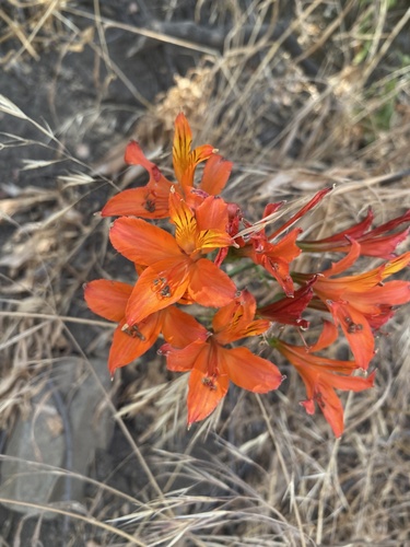 Foto de Astromelia