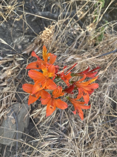Foto de Astromelia