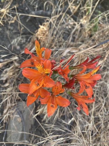 Foto de Astromelia