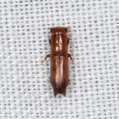 Euplatypus compositus