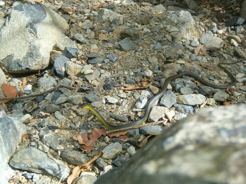 Common Tree Snake sighting