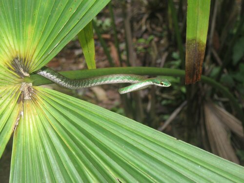 Photo of a Despax's Parrot Snake (Leptophis riveti)