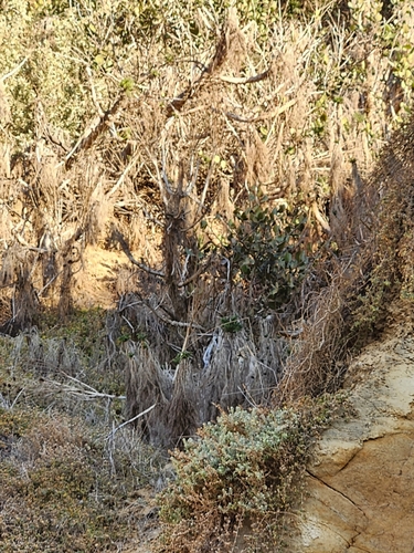 Giant Coreopsis foliage