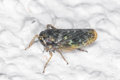 Euscelidius variegatus