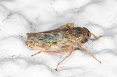 Euscelidius variegatus
