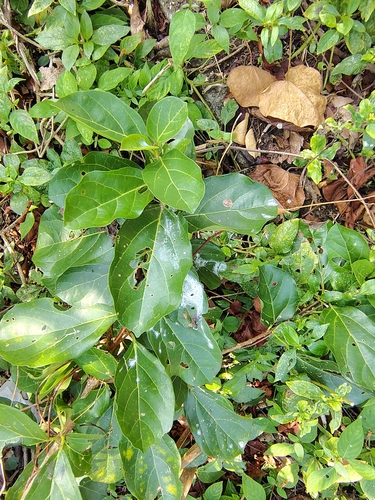Foto de Azeitoninha