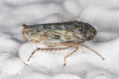 Euscelidius variegatus