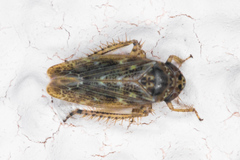 Euscelidius variegatus