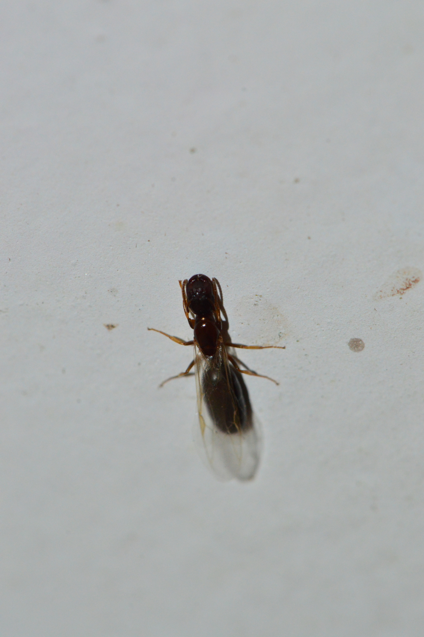 Colobopsis taivanae