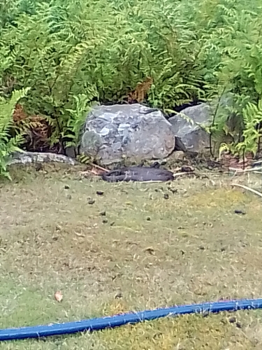 Tiger Snake sighting