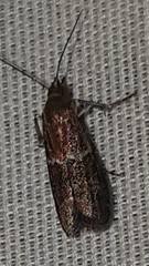 Euzophera semifuneralis