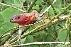 Microlophus delanonis