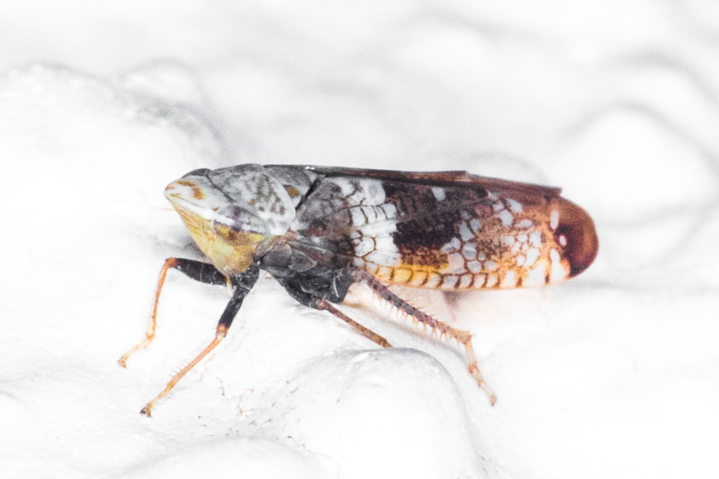 Twiningia fasciata