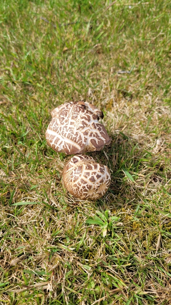 Leccinum scabrum · January 2025 · photo: © eyrezer (iNaturalist, cc-by)