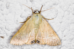 Litoprosopus coachella