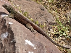 Microlophus delanonis