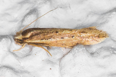 Ypsolopha sp-sw