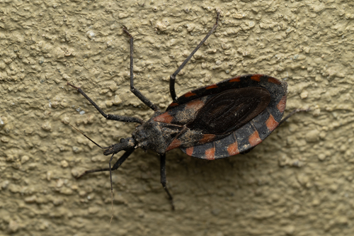 Meccus mazzottii