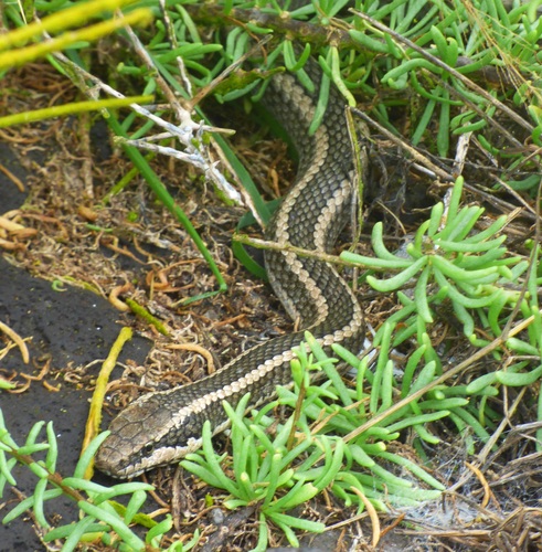 Photo of a Española Racer (Pseudalsophis hoodensis)