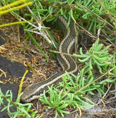 Pseudalsophis hoodensis