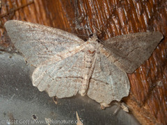 Neoalcis californiaria