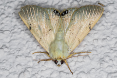 Litoprosopus coachella