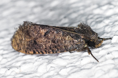 Acrolophus kearfotti