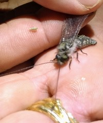 Ululodes macleayanus