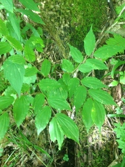 Prosartes lanuginosa