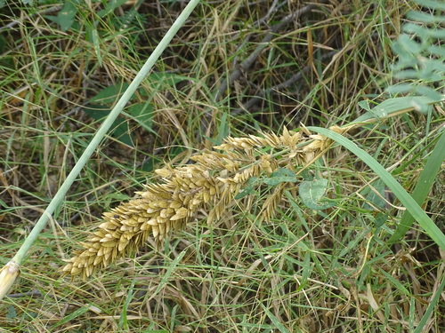 Uniola pittieri (Uniola pittieri)