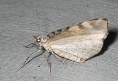 Hydriomena speciosata