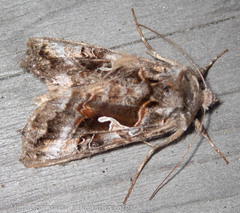 Autographa pseudogamma