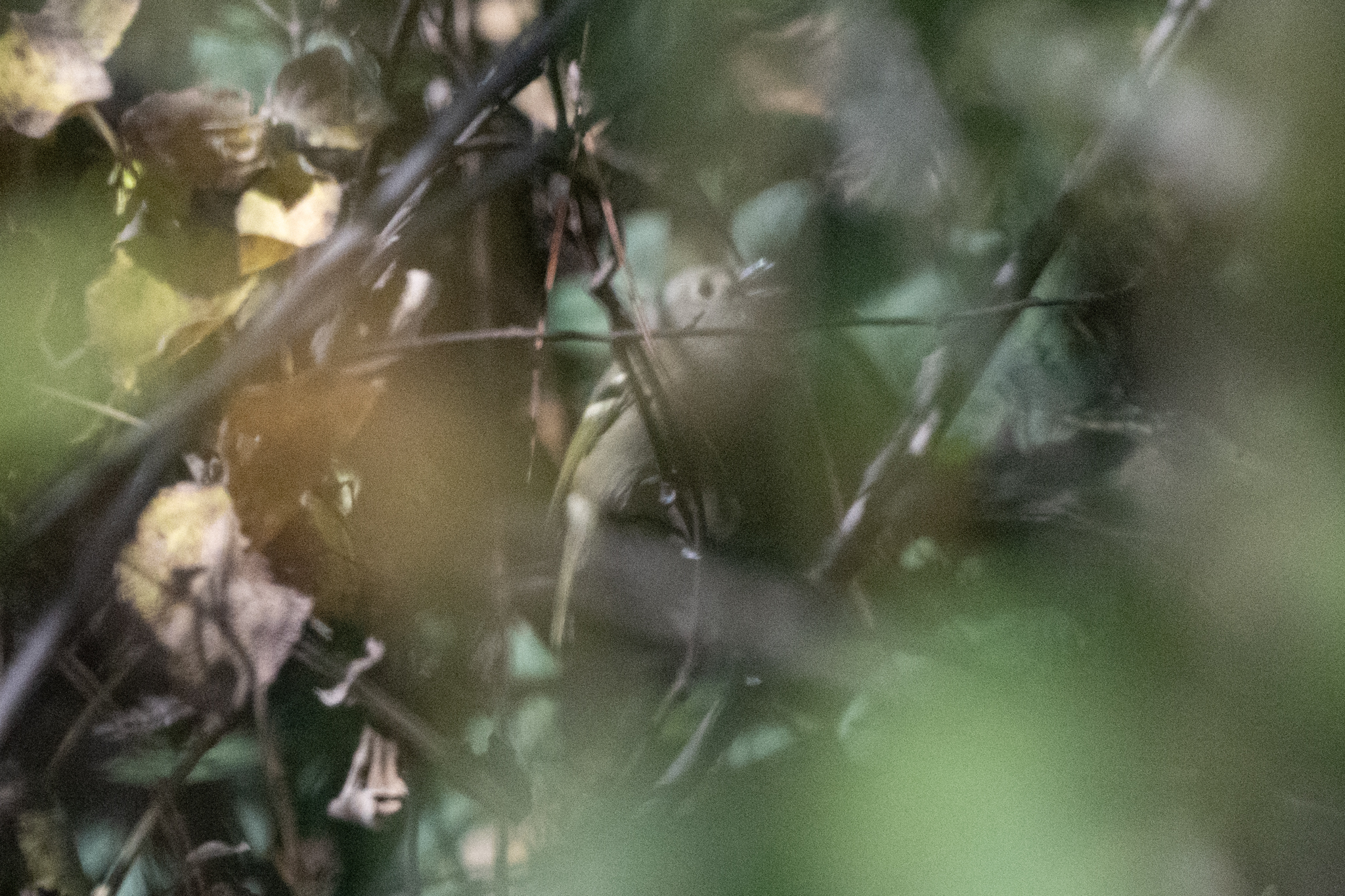 Dwarf Vireo (Vireo nelsoni), photo 7