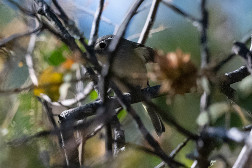 Dwarf Vireo (Vireo nelsoni), photo 10