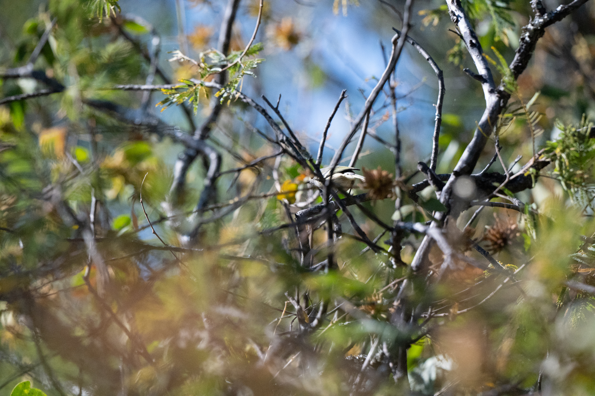 Dwarf Vireo (Vireo nelsoni), photo 5