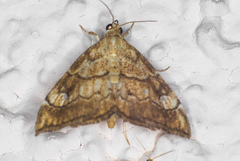 Scybalistodes periculosalis