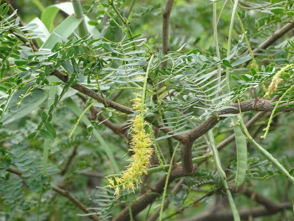 Prosopis juliflora (Sw.) DC. 2