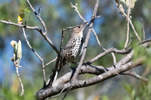 Ocellated Thrasher (Toxostoma ocellatum), photo 4