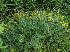 Baptisia tinctoria