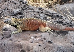 Microlophus delanonis